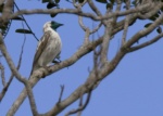 Bare-throated Bellbird